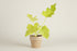 Philodendron Warscewiczii Neon features glowing neon yellow, lobed leaves that intensify in bright indirect light. A rare, collector-worthy aroid.