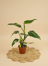 spell philodendron Philodendron White Wizard Rare Plant (Philodendron erubescens)