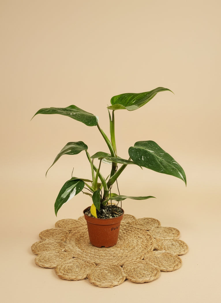 The Philodendron White Wizard is a rare climbing aroid prized for its striking green leaves splashed with white variegation. 