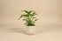 Philodendron Xanadu 4” features lush, deeply lobed green leaves and a compact, tropical form—an easy-care plant perfect for modern indoor spaces.