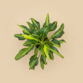 Philodendron Xanadu Dwarf Variegated features creamy marbled leaves and compact tropical growth. A rare collector plant perfect for bright, indirect light.