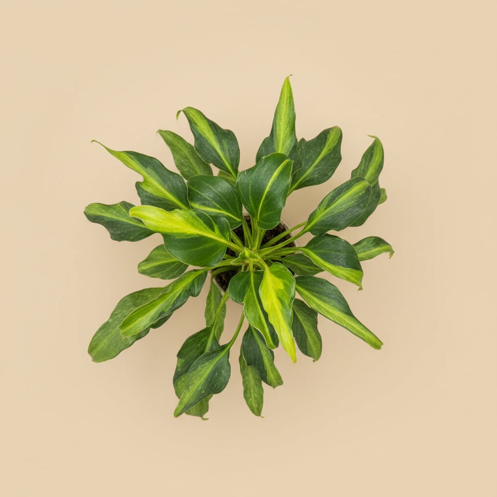 Philodendron Xanadu Dwarf Variegated features creamy marbled leaves and compact tropical growth. A rare collector plant perfect for bright, indirect light.