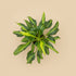 Philodendron Xanadu Dwarf Variegated features creamy marbled leaves and compact tropical growth. A rare collector plant perfect for bright, indirect light.