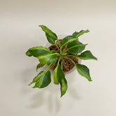 Philodendron Xanadu Dwarf Variegated features creamy marbled leaves and compact tropical growth. A rare collector plant perfect for bright, indirect light.