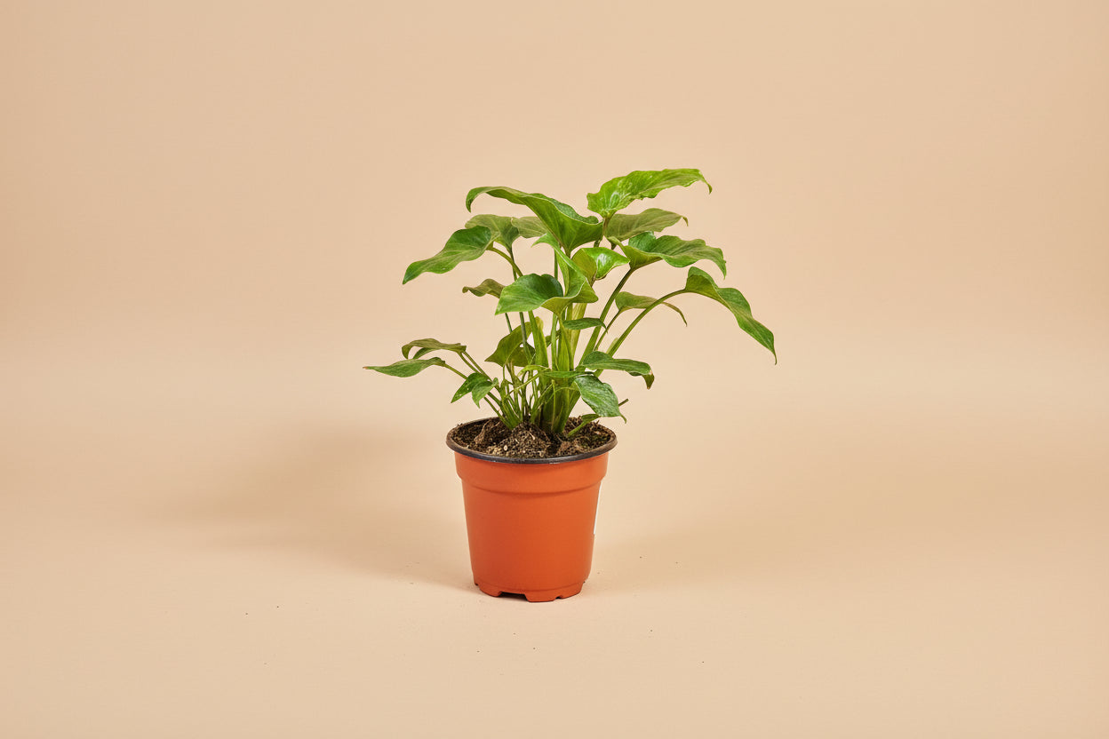 Philodendron Xanadu 4” features lush, deeply lobed green leaves and a compact, tropical form—an easy-care plant perfect for modern indoor spaces.