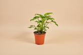 Philodendron Xanadu 4” features lush, deeply lobed green leaves and a compact, tropical form—an easy-care plant perfect for modern indoor spaces.