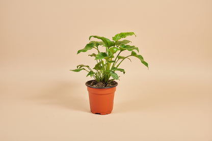 Philodendron Xanadu 4” features lush, deeply lobed green leaves and a compact, tropical form—an easy-care plant perfect for modern indoor spaces.