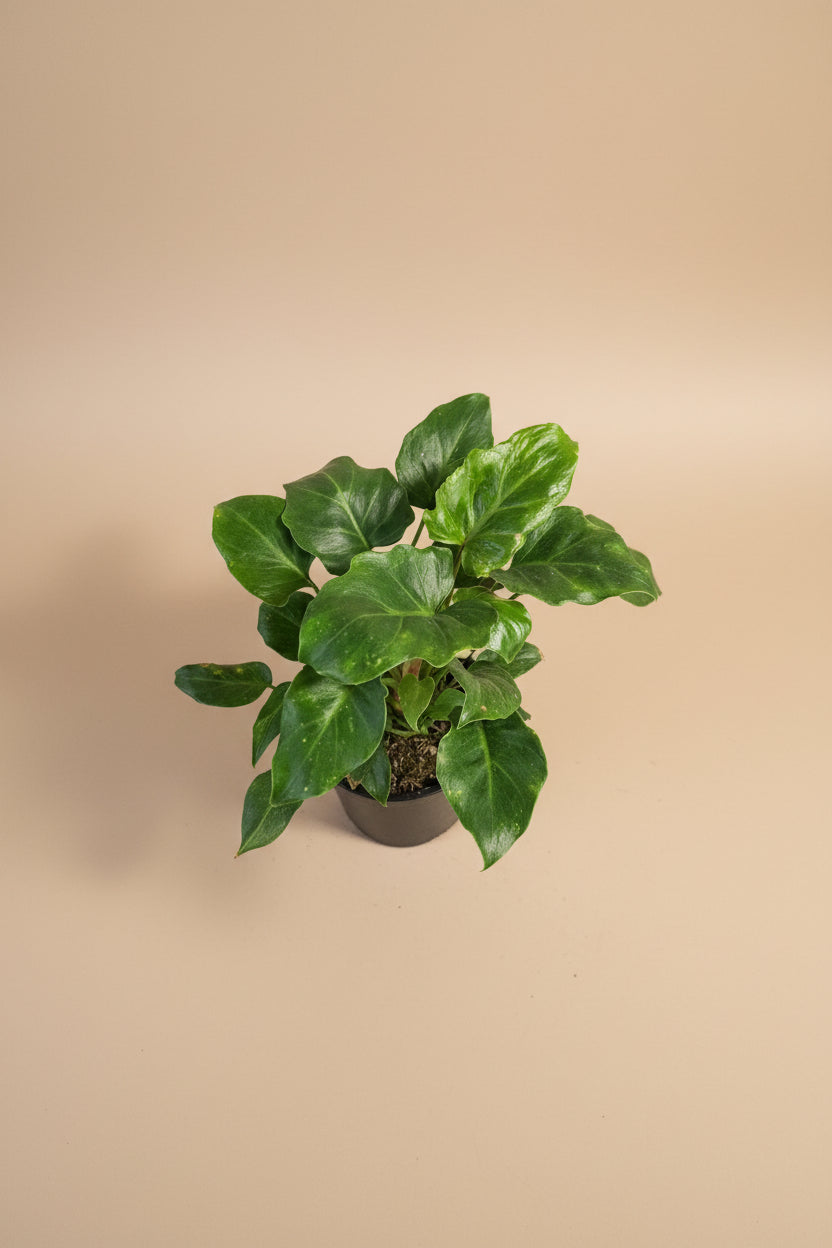 Philodendron Xanadu 4” features lush, deeply lobed green leaves and a compact, tropical form—an easy-care plant perfect for modern indoor spaces.