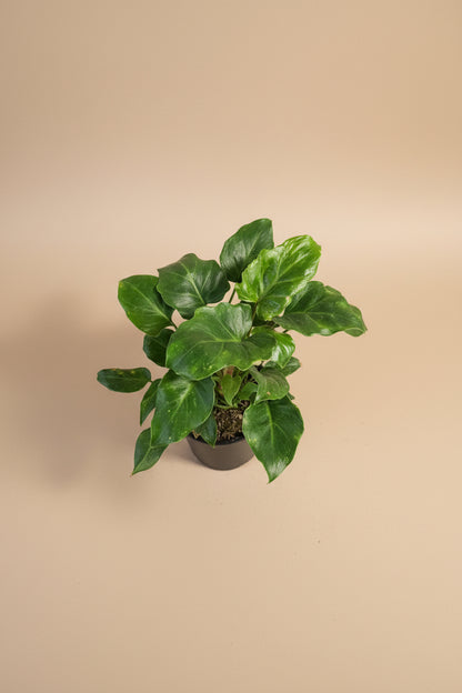 Philodendron Xanadu 4” features lush, deeply lobed green leaves and a compact, tropical form—an easy-care plant perfect for modern indoor spaces.