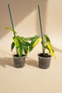 Philodendron domesticum Variegata is a rare climbing aroid with elongated leaves and creamy white variegation. A collector houseplant that adds bold, elegant structure indoors.