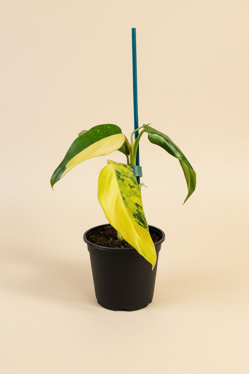 Philodendron domesticum Variegata is a rare climbing aroid with elongated leaves and creamy white variegation. A collector houseplant that adds bold, elegant structure indoors.