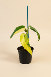 Philodendron domesticum Variegata is a rare climbing aroid with elongated leaves and creamy white variegation. A collector houseplant that adds bold, elegant structure indoors.