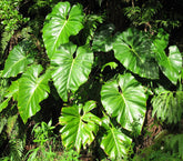 Philodendron giganteum is a bold tropical plant with massive heart-shaped leaves. A striking collector aroid that thrives in bright, indirect light.
