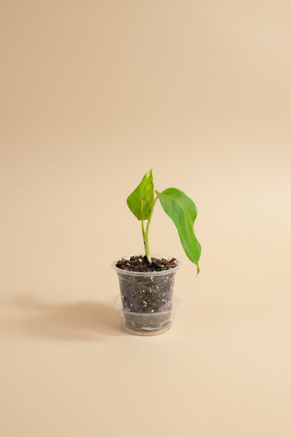 Philodendron giganteum is a bold tropical plant with massive heart-shaped leaves. A striking collector aroid that thrives in bright, indirect light.