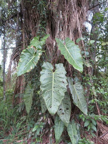 Philodendron maximum is an uncommon climbing aroid with long, ribbed leaves. A bold tropical plant that thrives in bright, indirect light and humidity.