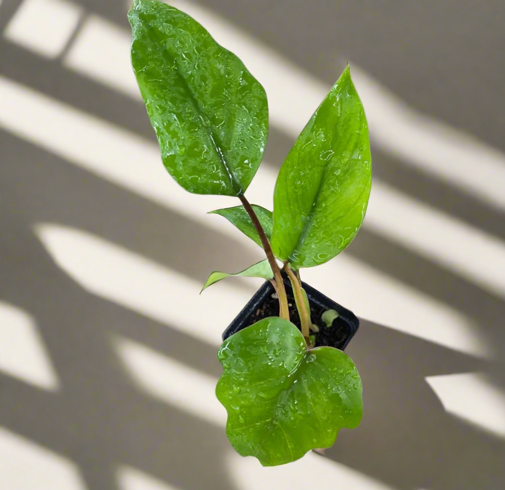 The Philodendron mayoi &
