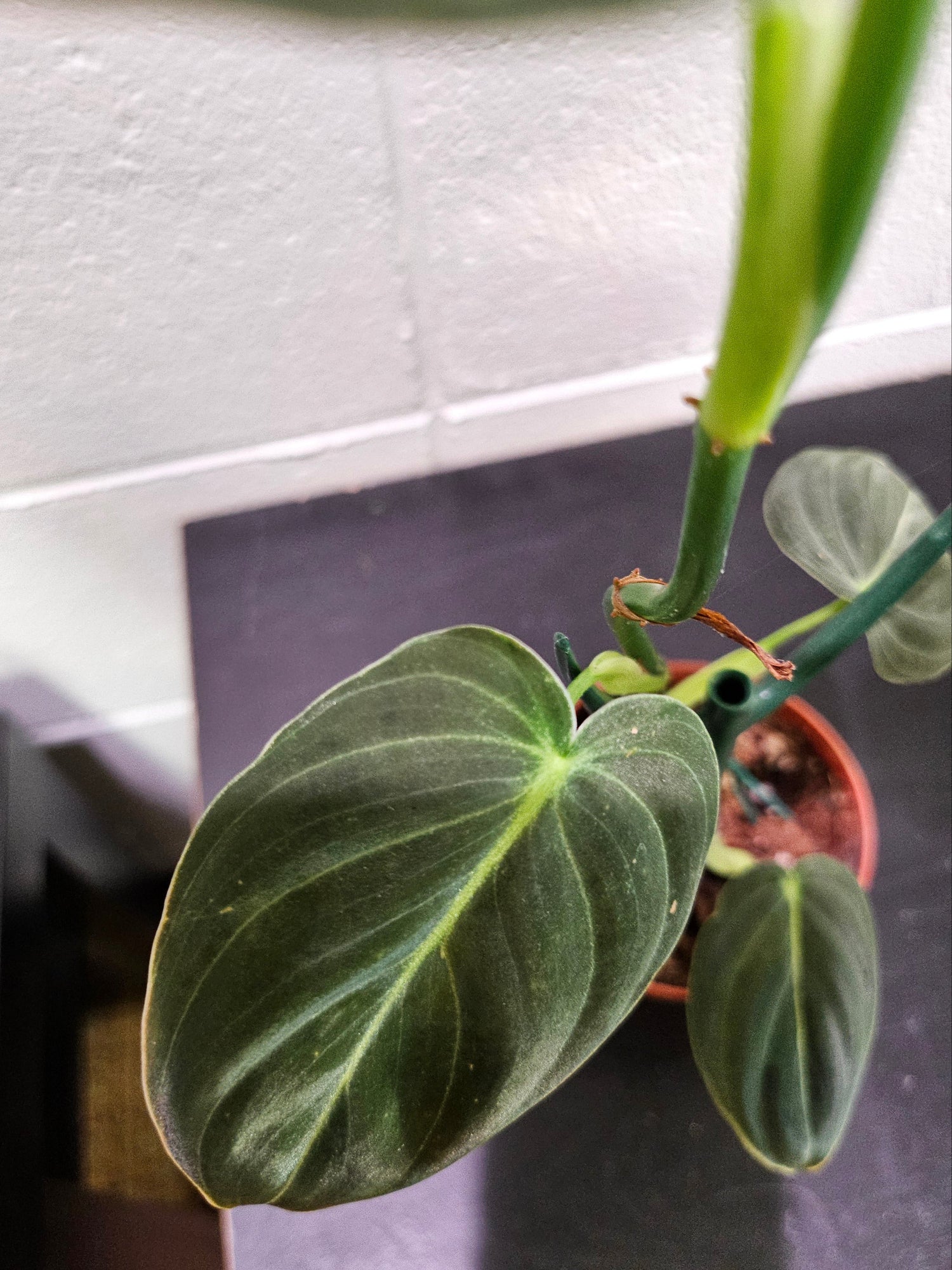 Philodendron melanochrysum stuns with velvety green leaves and golden veins—perfect for climbing displays and tropical vibes in bright, humid spaces.