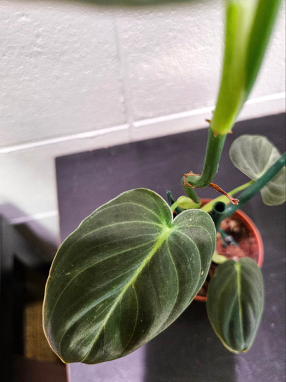 Philodendron melanochrysum stuns with velvety green leaves and golden veins—perfect for climbing displays and tropical vibes in bright, humid spaces.
