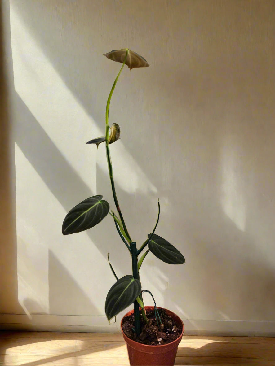 Philodendron melanochrysum stuns with velvety green leaves and golden veins—perfect for climbing displays and tropical vibes in bright, humid spaces.