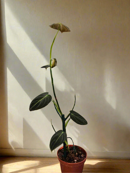 Philodendron melanochrysum stuns with velvety green leaves and golden veins—perfect for climbing displays and tropical vibes in bright, humid spaces.