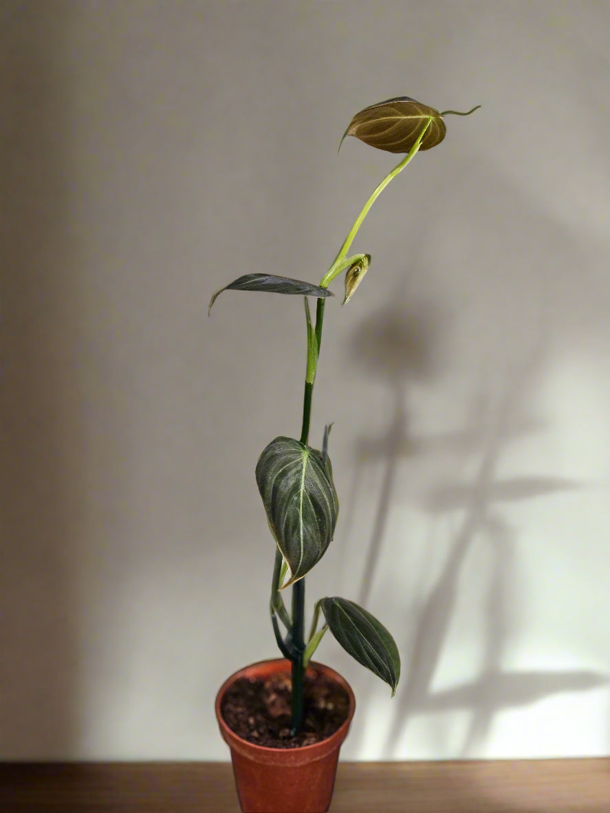 Philodendron melanochrysum stuns with velvety green leaves and golden veins—perfect for climbing displays and tropical vibes in bright, humid spaces.