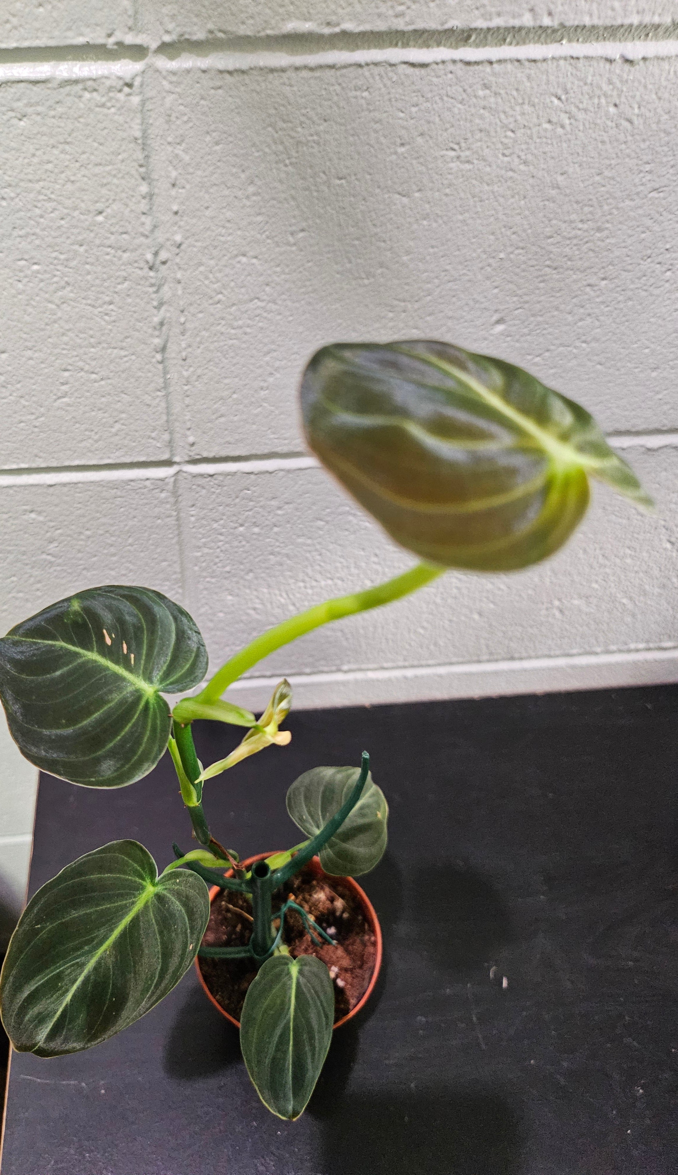 Philodendron melanochrysum stuns with velvety green leaves and golden veins—perfect for climbing displays and tropical vibes in bright, humid spaces.