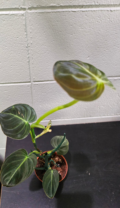 Philodendron melanochrysum stuns with velvety green leaves and golden veins—perfect for climbing displays and tropical vibes in bright, humid spaces.