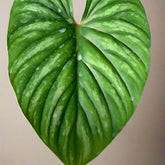 Philodendron plowmanii ‘Watermelon’ is a rare crawling aroid with rippled, heart-shaped leaves patterned like watermelon rind. A true collector’s gem.