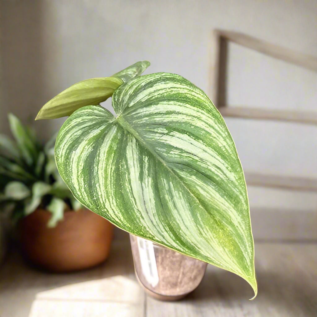 Philodendron plowmanii ‘Watermelon’ is a rare crawling aroid with rippled, heart-shaped leaves patterned like watermelon rind. A true collector’s gem.