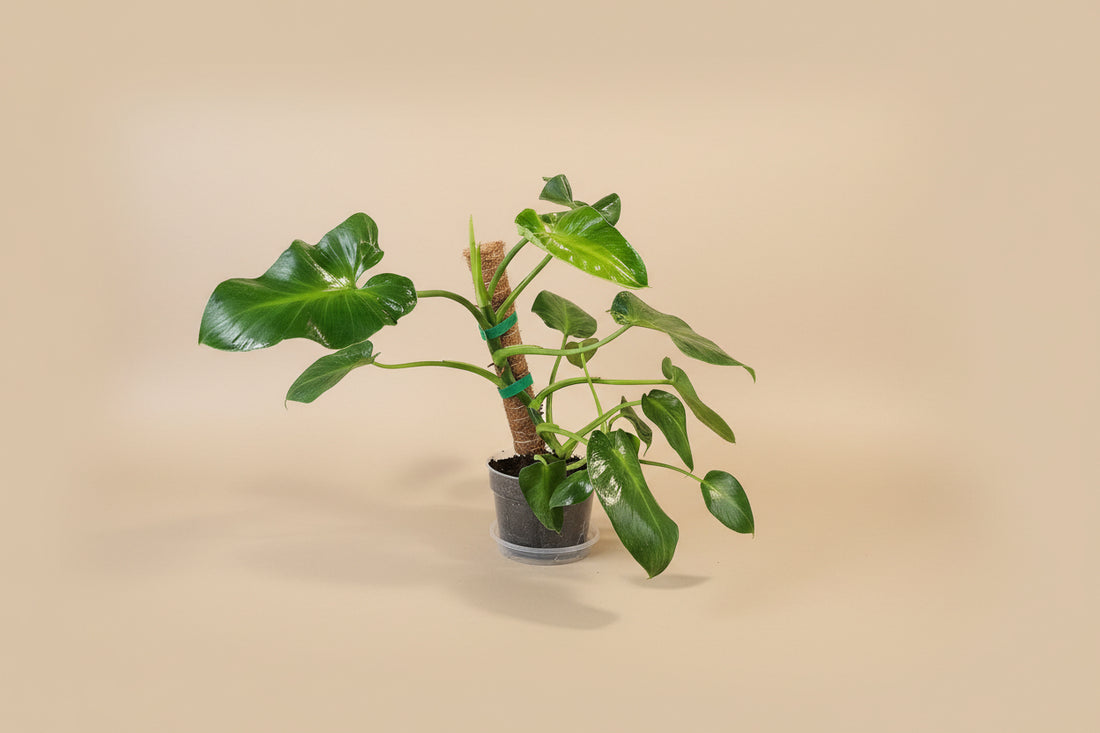 Philodendron rugosum Pigskin is a rare climbing aroid with thick, textured leaves. A collector favorite that thrives on a moss pole in bright, humid spaces.