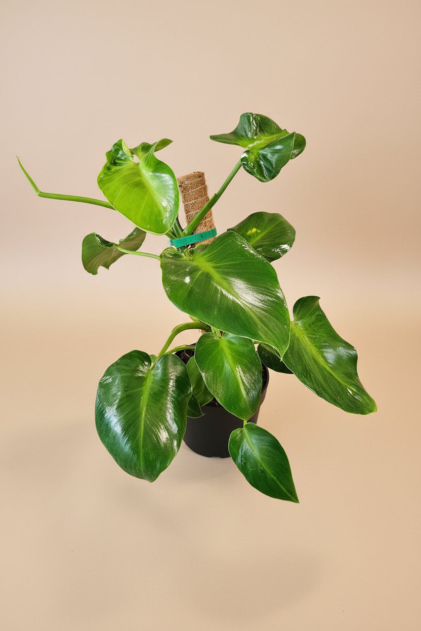 Philodendron rugosum Pigskin is a rare climbing aroid with thick, textured leaves. A collector favorite that thrives on a moss pole in bright, humid spaces.