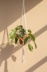 Philodendron squamiferum stuns with fuzzy red stems and deeply lobed leaves. A rare climbing beauty that adds wild, textural drama to any indoor jungle