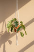 Philodendron squamiferum stuns with fuzzy red stems and deeply lobed leaves. A rare climbing beauty that adds wild, textural drama to any indoor jungle