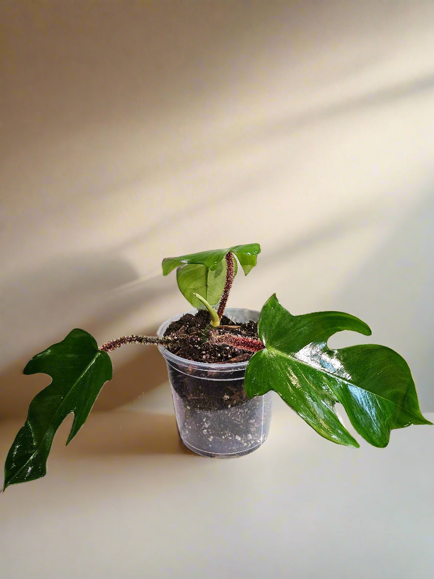 Philodendron squamiferum stuns with fuzzy red stems and deeply lobed leaves. A rare climbing beauty that adds wild, textural drama to any indoor jungle!