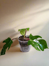 Philodendron squamiferum stuns with fuzzy red stems and deeply lobed leaves. A rare climbing beauty that adds wild, textural drama to any indoor jungle!