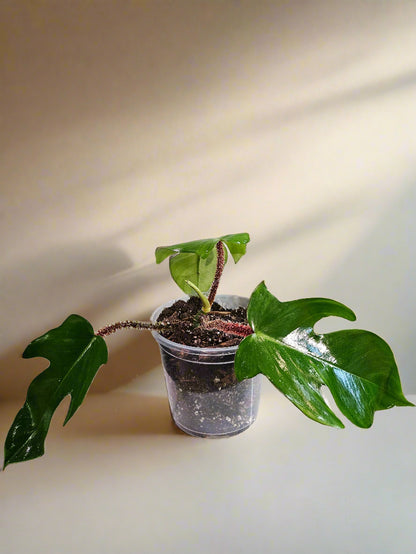 Philodendron squamiferum stuns with fuzzy red stems and deeply lobed leaves. A rare climbing beauty that adds wild, textural drama to any indoor jungle!
