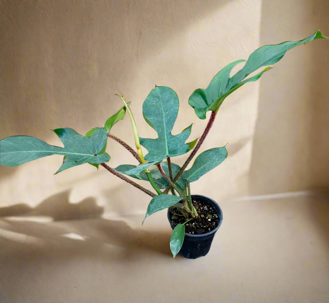Philodendron squamiferum stuns with fuzzy red stems and deeply lobed leaves. A rare climbing beauty that adds wild, textural drama to any indoor jungle!