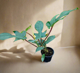 Philodendron squamiferum stuns with fuzzy red stems and deeply lobed leaves. A rare climbing beauty that adds wild, textural drama to any indoor jungle!