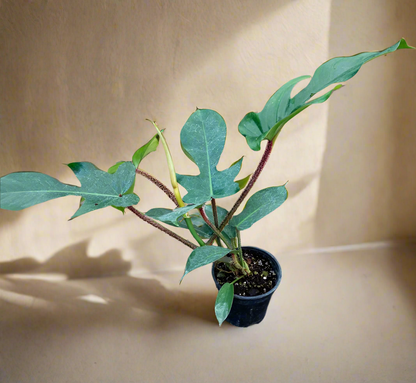 Philodendron squamiferum stuns with fuzzy red stems and deeply lobed leaves. A rare climbing beauty that adds wild, textural drama to any indoor jungle!