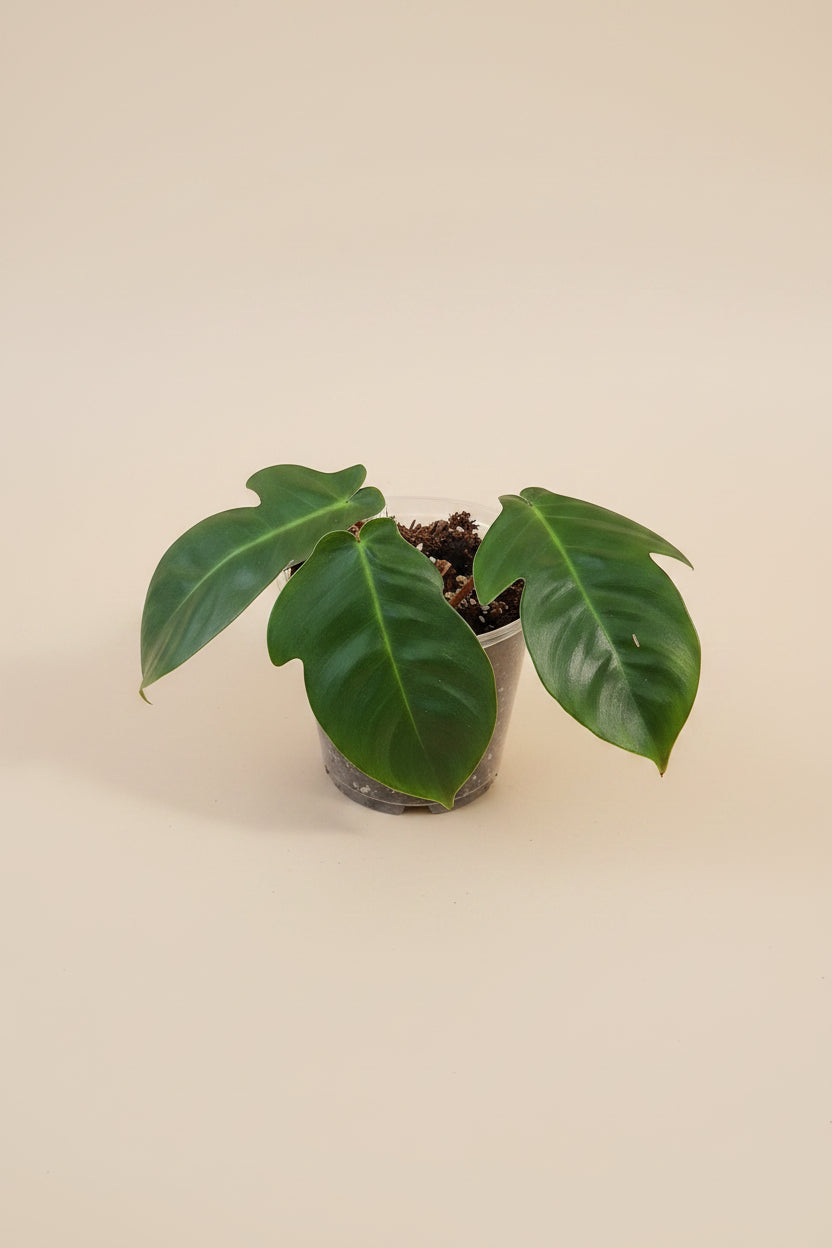 Philodendron squamiferum stuns with fuzzy red stems and deeply lobed leaves. A rare climbing beauty that adds wild, textural drama to any indoor jungle