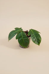 Philodendron squamiferum stuns with fuzzy red stems and deeply lobed leaves. A rare climbing beauty that adds wild, textural drama to any indoor jungle