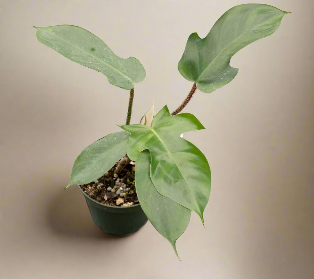 Philodendron squamiferum stuns with fuzzy red stems and deeply lobed leaves. A rare climbing beauty that adds wild, textural drama to any indoor jungle!