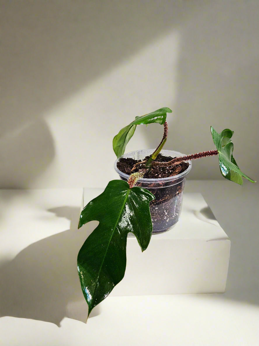 Philodendron squamiferum stuns with fuzzy red stems and deeply lobed leaves. A rare climbing beauty that adds wild, textural drama to any indoor jungle!