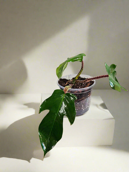 Philodendron squamiferum stuns with fuzzy red stems and deeply lobed leaves. A rare climbing beauty that adds wild, textural drama to any indoor jungle!
