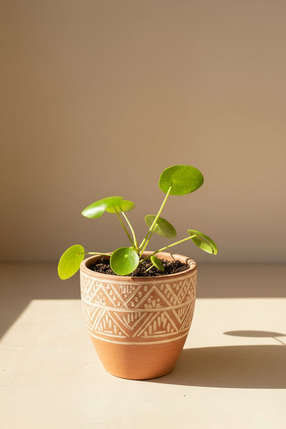 plants like chinese money plant Pilea Peperomioides 'Chinese Money Plant' – Jungle Relics