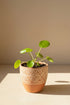 The Pilea Peperomioides, also known as the Chinese Money Plant, features round, coin-shaped leaves that bring a modern, playful look to any home. 