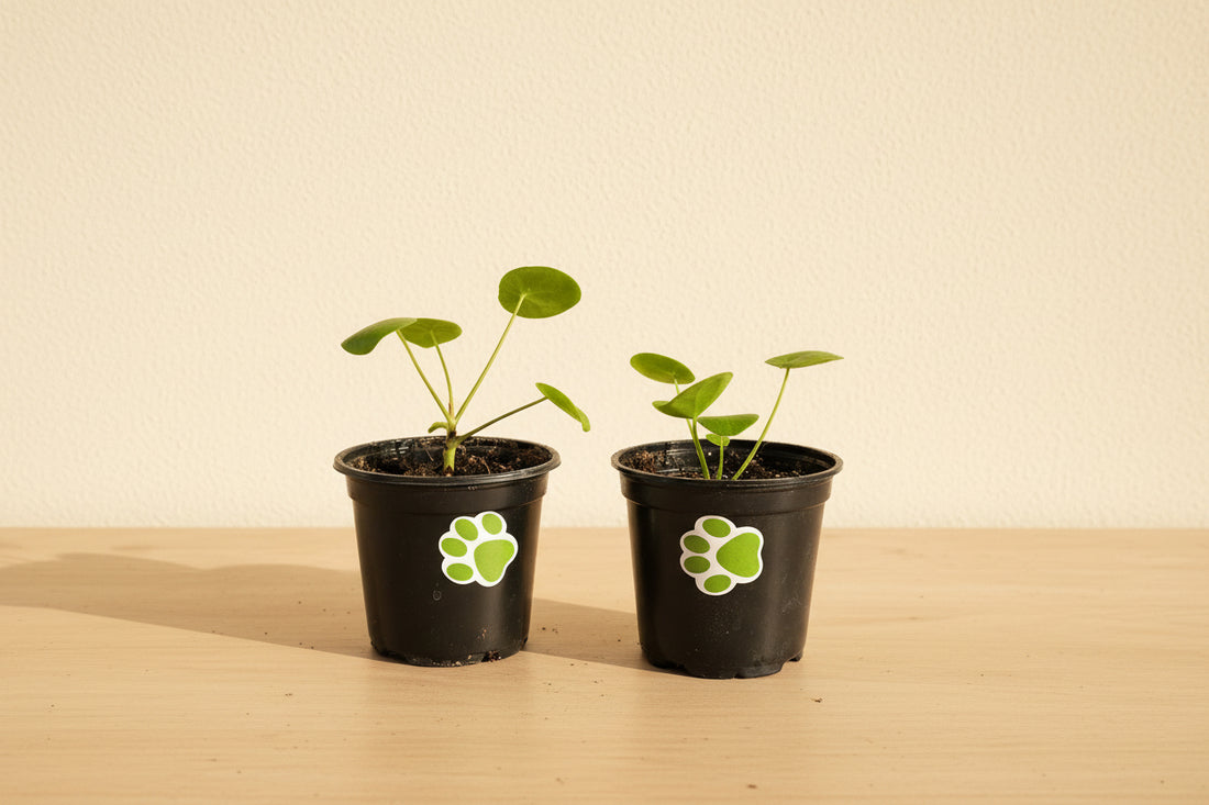 The Pilea Peperomioides, also known as the Chinese Money Plant, features round, coin-shaped leaves that bring a modern, playful look to any home. 