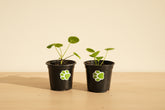 The Pilea Peperomioides, also known as the Chinese Money Plant, features round, coin-shaped leaves that bring a modern, playful look to any home. 