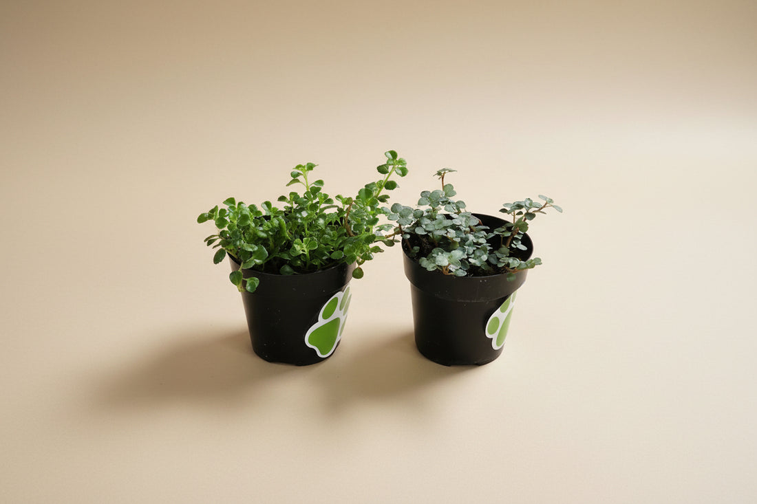 Pilea Plant Collection featuring playful leaf shapes and easy-care varieties. A curated mix of compact, pet-friendly houseplants perfect for shelves and gifts.