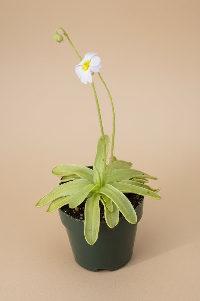 Pinguicula primuliflora (Butterwort) is an uncommon carnivorous plant with sticky leaves that trap pests and produce delicate violet blooms